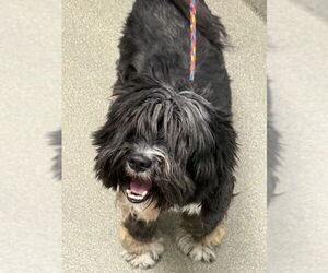 Poodle (Miniature)-Unknown Mix Dogs for adoption in Las Vegas, NV, USA