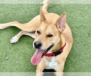 Labrador Retriever-Unknown Mix Dogs for adoption in Martinez, CA, USA