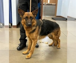 German Shepherd Dog Dogs for adoption in Chandler, AZ, USA