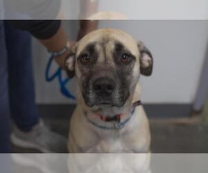 Great Pyrenees-Unknown Mix Dogs for adoption in Mountain Home, AR, USA