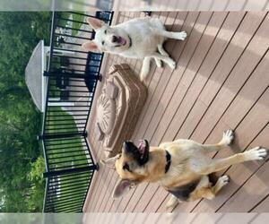 German Shepherd Dog Dogs for adoption in Spring Lake, NJ, USA