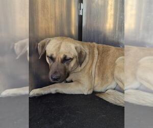 German Shepherd Dog-Unknown Mix Dogs for adoption in San Antonio, TX, USA