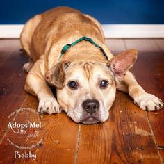 American Staffordshire Terrier Dogs for adoption in Voorhees, NJ, USA
