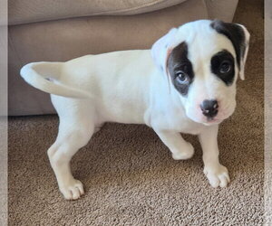 American Bulldog-Unknown Mix Dogs for adoption in Clarkston, MI, USA