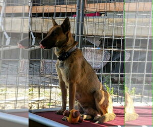 Mutt Dogs for adoption in Imlay City, MI, USA