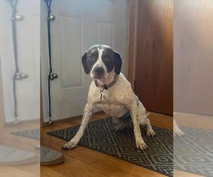 German Shorthaired Pointer Dogs for adoption in Glen Haven, WI, USA