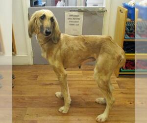 Afghan Hound Dogs for adoption in Fayetteville, TN, USA