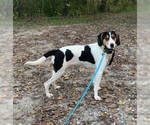 Treeing Walker Coonhound Dogs for adoption in Frankenmuth, MI, USA