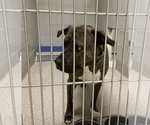 Mutt Dogs for adoption in Virginia Beach, VA, USA