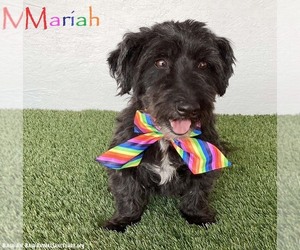 Poodle (Miniature)-Unknown Mix Dogs for adoption in San Diego, CA, USA
