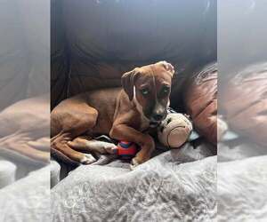 Boxer-Unknown Mix Dogs for adoption in pomfret, CT, USA