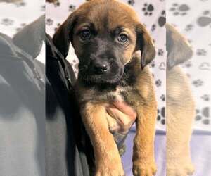 Sheprador Dogs for adoption in SHERBURNE, NY, USA