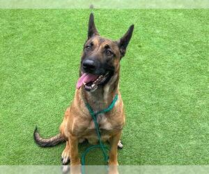 German Shepherd Dog Dogs for adoption in Orange, CA, USA