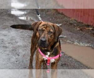 Mutt Dogs for adoption in Middletown, NY, USA