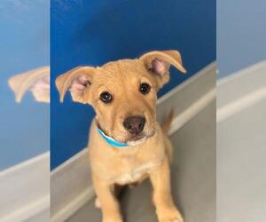 Shepradors Dogs for adoption in Visalia, CA, USA