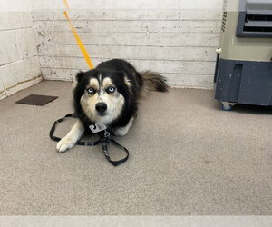 Siberian Husky Dogs for adoption in San Bernardino, CA, USA