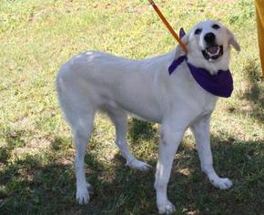 Great Pyrenees Dogs for adoption in Sugar Land, TX, USA