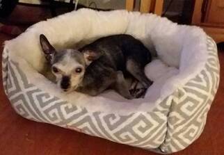 Chihuahua Dogs for adoption in Chantilly, VA, USA