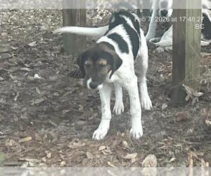Medium Photo #1 Treeing Walker Coonhound-Unknown Mix Puppy For Sale in Ocala, FL, USA