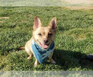 Chihuahua Dogs for adoption in Placerville, CA, USA