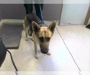 German Shepherd Dog Dogs for adoption in Tallahassee, FL, USA