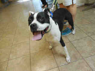 English Boston Bulldog Dogs for adoption in Gainesville, FL, USA