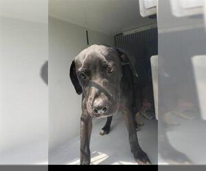 American Pit Bull Terrier-Labrador Retriever Mix Dogs for adoption in Houston, TX, USA