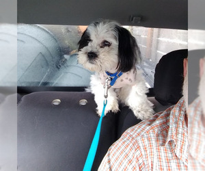 Shih Tzu Dogs for adoption in Issaquah, WA, USA