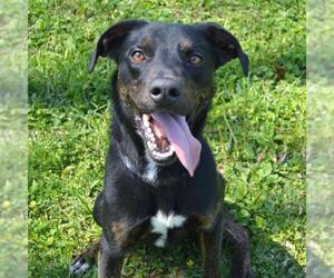 Labrador Retriever-Unknown Mix Dogs for adoption in Murfreesboro, TN, USA