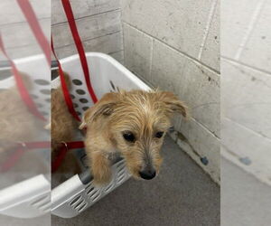 Mutt Dogs for adoption in San Bernardino, CA, USA