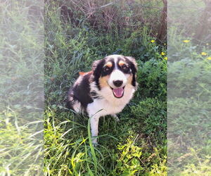 Border Collie-Unknown Mix Dogs for adoption in Missouri City, TX, USA