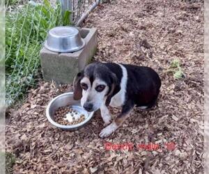 Beagle Dogs for adoption in Atlanta, GA, USA
