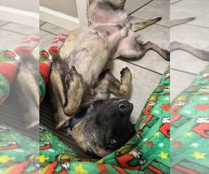 Medium Photo #4 Mutt Puppy For Sale in Imlay City, MI, USA