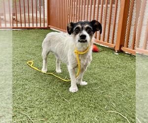 Mutt Dogs for adoption in Las Vegas, NV, USA