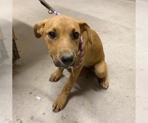 American Pit Bull Terrier-Labrador Retriever Mix Dogs for adoption in Modesto, CA, USA