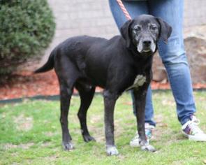 Labrador Retriever Dogs for adoption in Little Rock, AR, USA