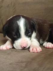 Beagle Dogs for adoption in DeLand, FL, USA