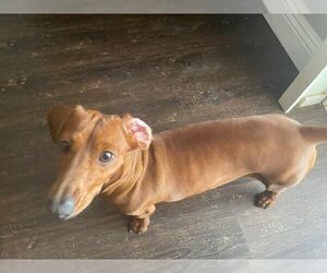 Dachshund Dogs for adoption in Los Angeles, CA, USA