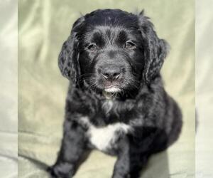 Miniature Labradoodle Dogs for adoption in San Diego, CA, USA