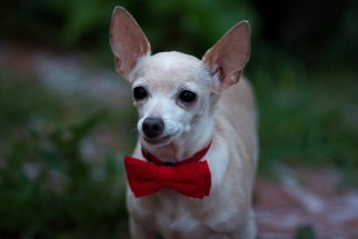 Medium Photo #1 Chihuahua-Unknown Mix Puppy For Sale in Sacramento, CA, USA