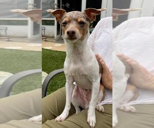 Rat Terrier Dogs for adoption in San Luis Rey, CA, USA