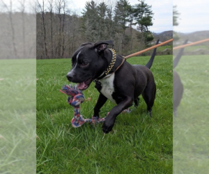 American Pit Bull Terrier-Unknown Mix Dogs for adoption in Benton, PA, USA