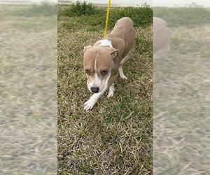 Staffordshire Bull Terrier Dogs for adoption in Houston, TX, USA