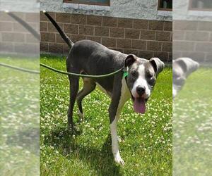 American Pit Bull Terrier Dogs for adoption in Springfield, MA, USA