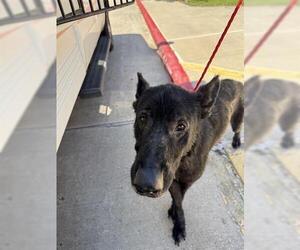 German Shepherd Dog Dogs for adoption in Houston, TX, USA