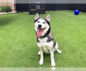 Siberian Husky Dogs for adoption in Orange, CA, USA
