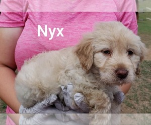 Goldendoodle (Miniature) Dogs for adoption in Pipe Creek, TX, USA