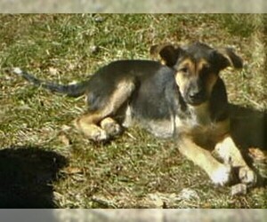 Shepradors Dogs for adoption in Benton, AR, USA