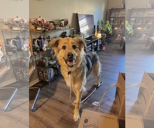 German Shepherd Dog-Unknown Mix Dogs for adoption in Columbus, IN, USA