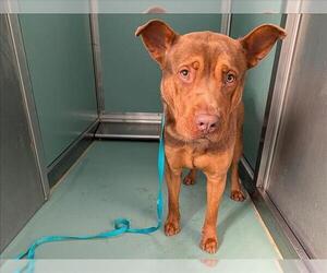 American Pit Bull Terrier-German Shepherd Dog Mix Dogs for adoption in Moreno Valley, CA, USA